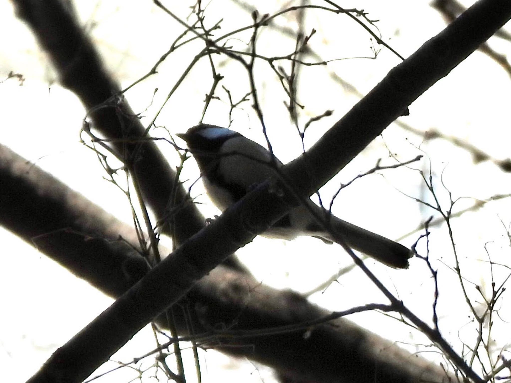 Japanese Tit