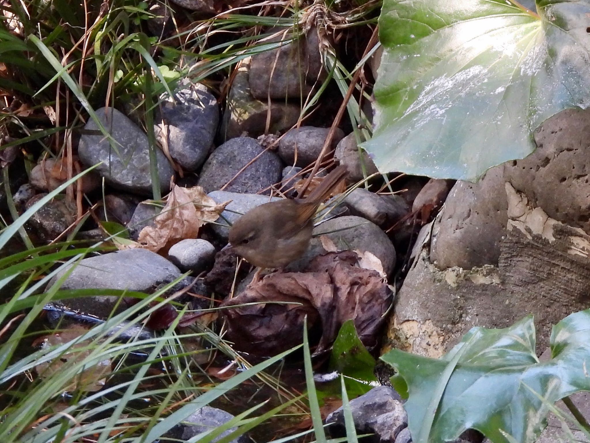 Japanese Bush Warbler