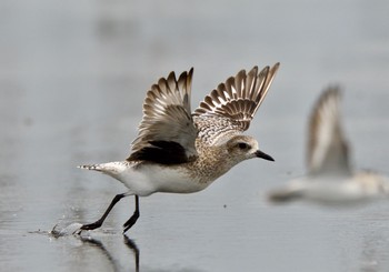 Grey Plover Sambanze Tideland Sun, 3/18/2018