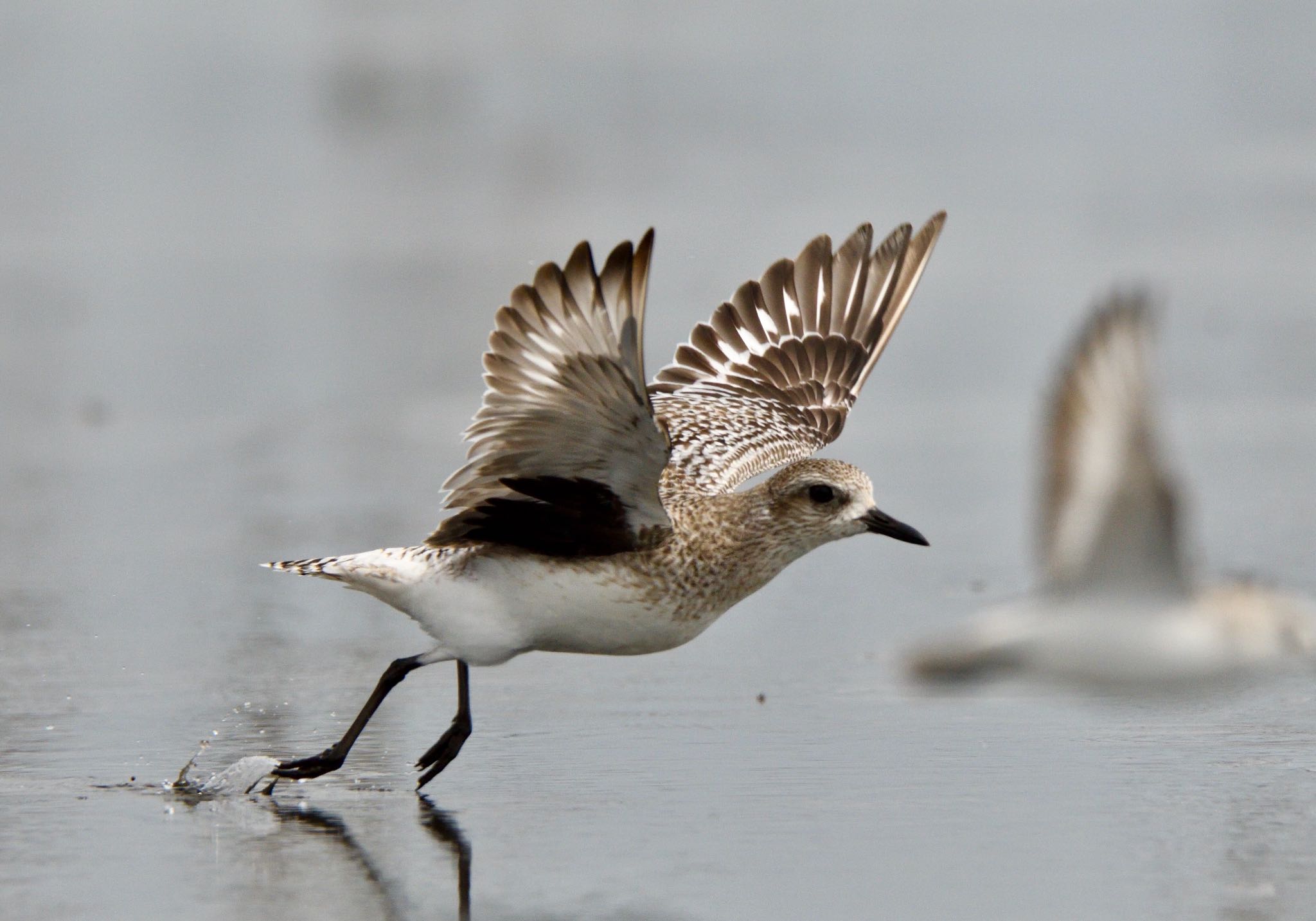 Photo of Grey Plover at Sambanze Tideland by しゃちく(週末のすがた)