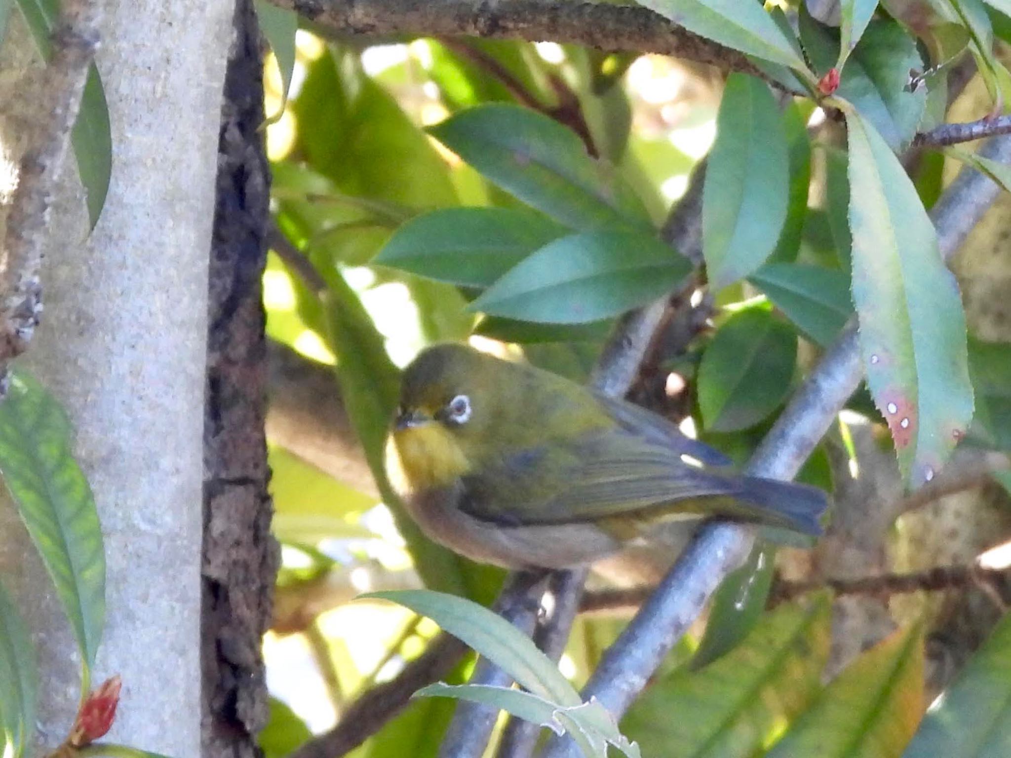 Warbling White-eye