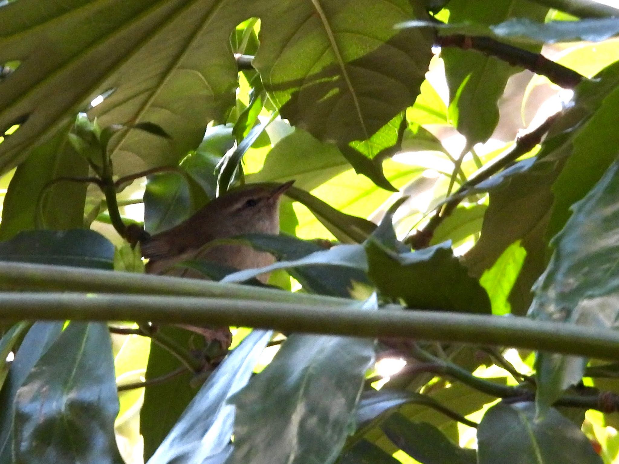 Japanese Bush Warbler