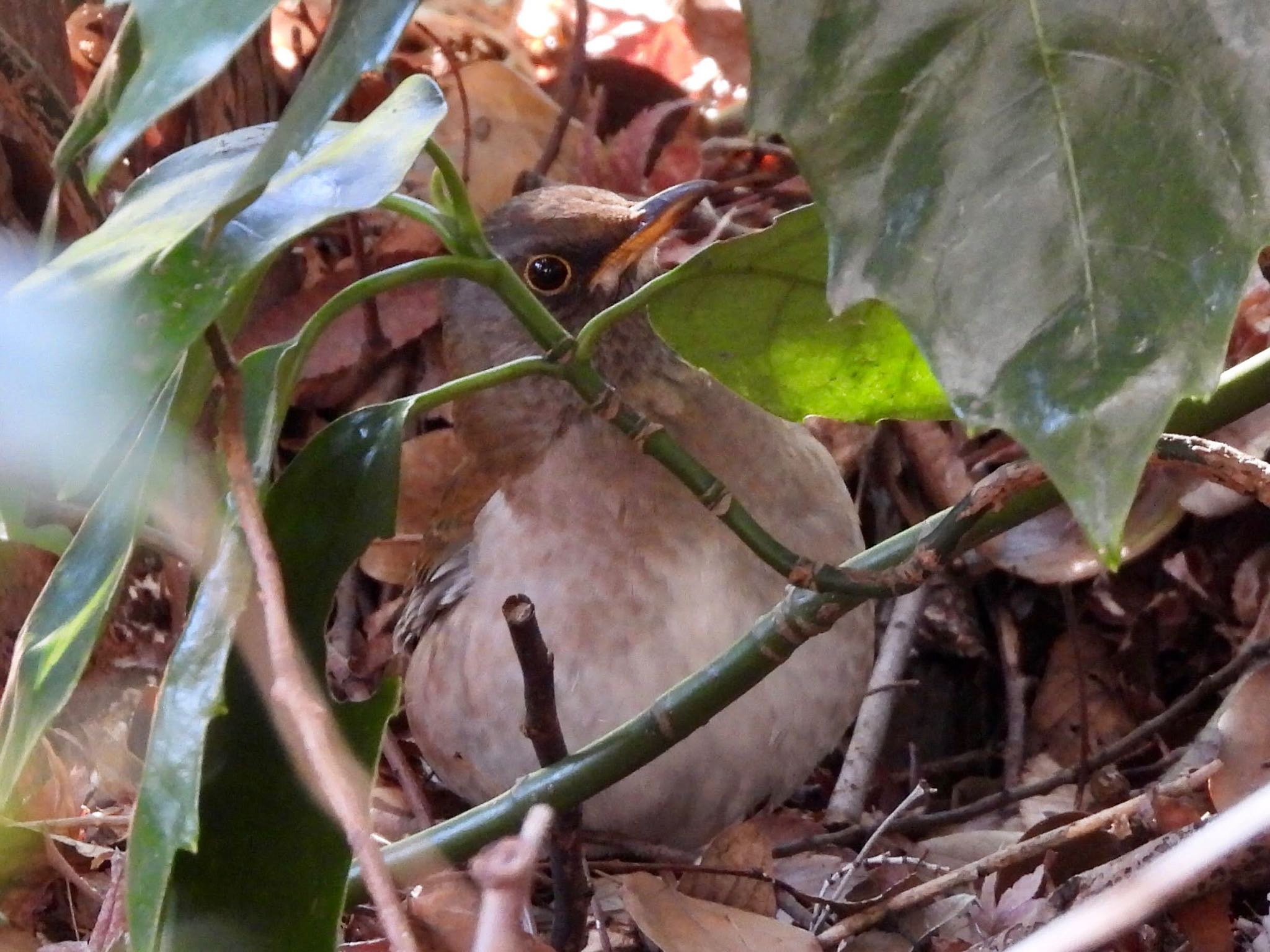 Pale Thrush