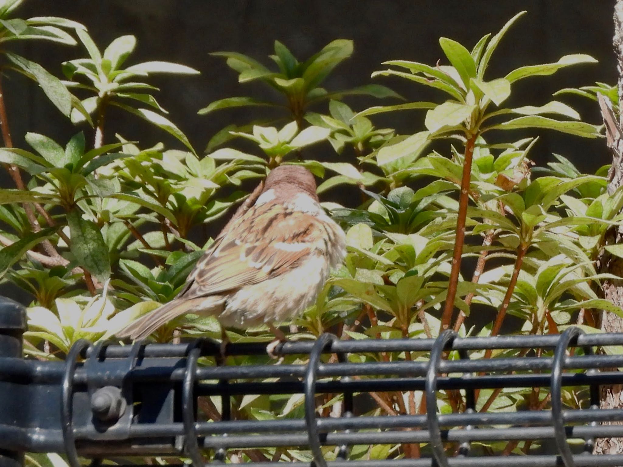 Eurasian Tree Sparrow