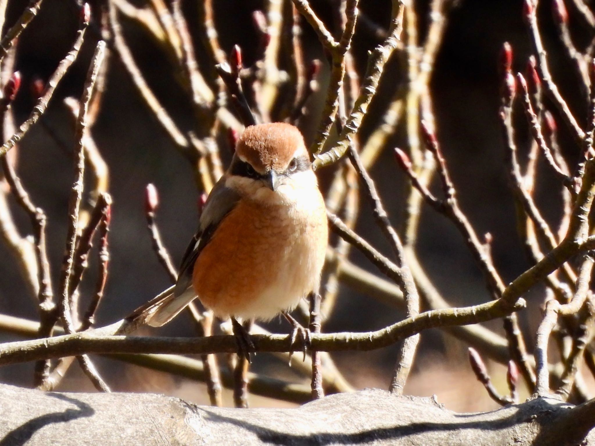 Bull-headed Shrike