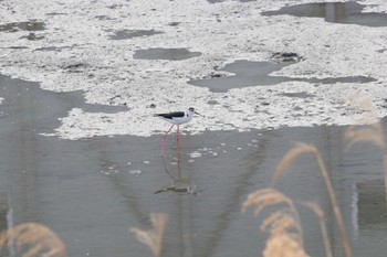 2023年2月7日(火) 土留木川河口(東海市)の野鳥観察記録