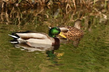 マガモ 野川  調布市 2018年3月24日(土)