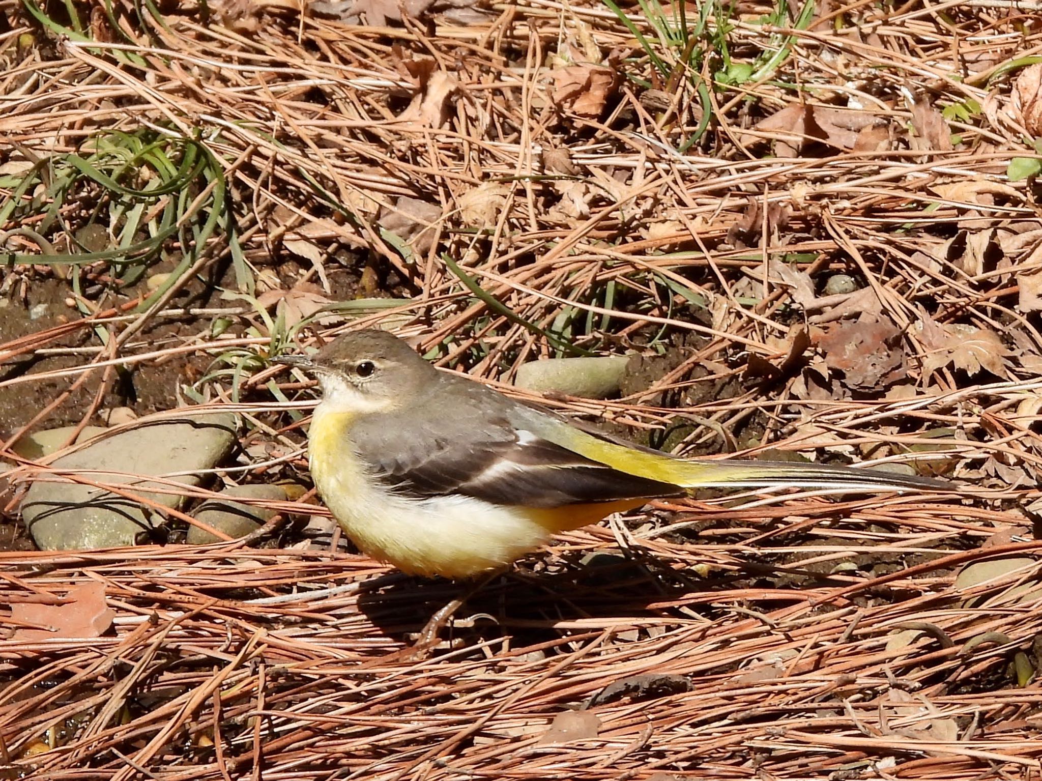 Grey Wagtail