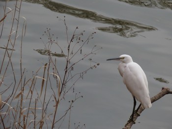 2023年2月7日(火) 水元公園の野鳥観察記録