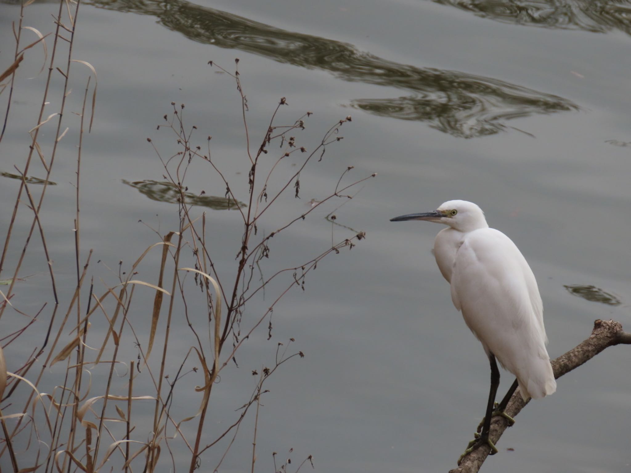 Little Egret