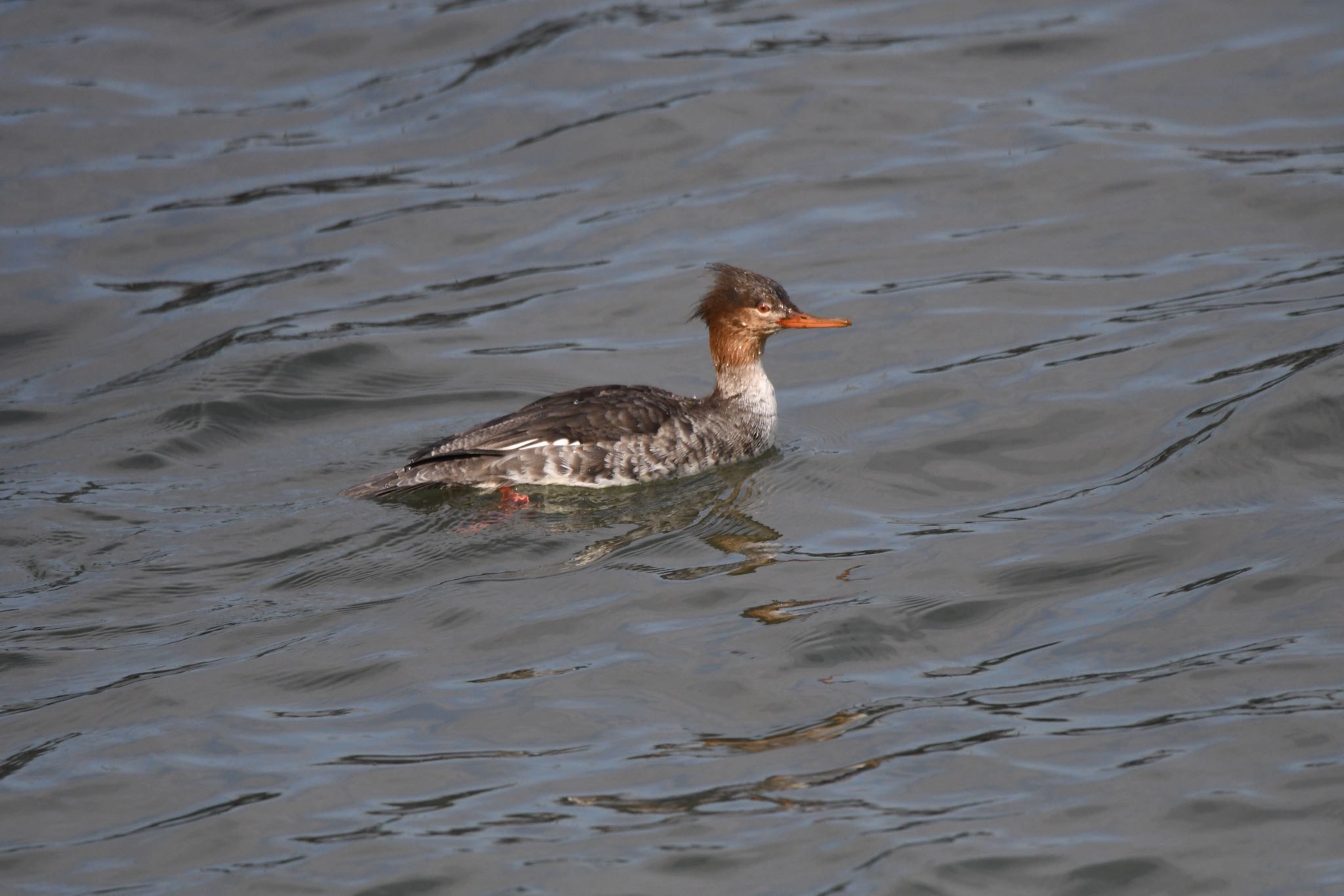 Photo of Red-breasted Merganser at 新浦安 by しゃちく(週末のすがた)