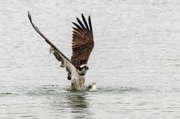 Osprey 遠賀川河口堰 Mon, 2/6/2023