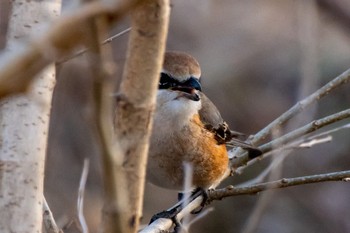 Bull-headed Shrike 静岡県 Tue, 2/7/2023