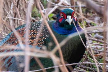 Green Pheasant 静岡県 Tue, 2/7/2023