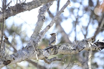 Japanese Waxwing 長野県内 Unknown Date