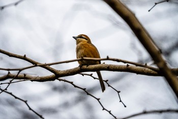 2023年2月7日(火) 薬師池公園の野鳥観察記録