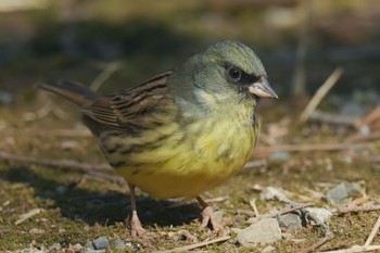 アオジ 北本自然観察公園 2023年2月4日(土)