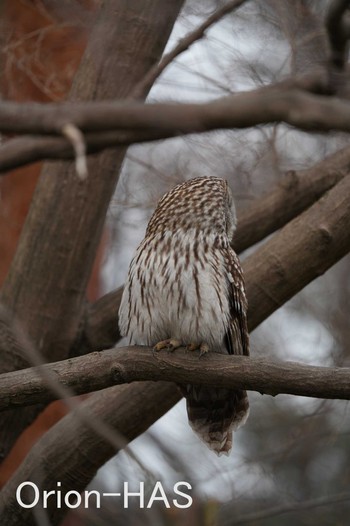 Ural Owl Unknown Spots Tue, 2/7/2023