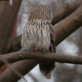 Ural Owl Unknown Spots Tue, 2/7/2023