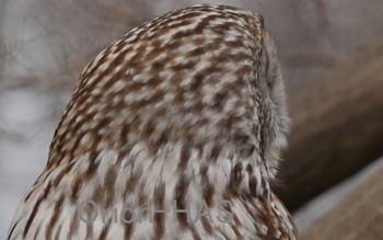 Ural Owl Unknown Spots Tue, 2/7/2023