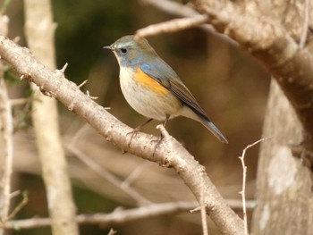 2023年2月2日(木) 箱根の野鳥観察記録