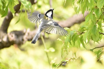 Japanese Tit Osaka castle park Sat, 4/14/2018