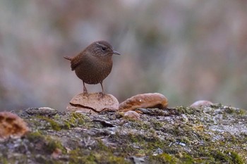 2023年2月4日(土) 塩船観音寺の野鳥観察記録