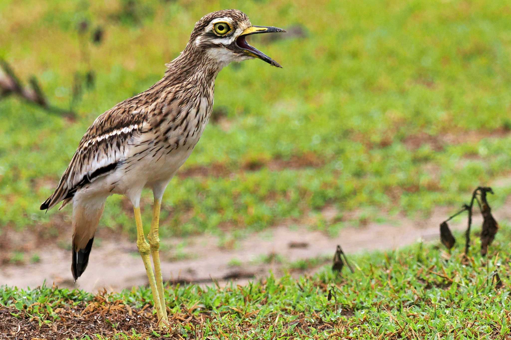 Photo of Eurasian Stone-curlew at Sri Lanka by 藤原奏冥