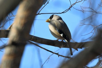 Japanese Grosbeak 兵庫県芦屋市 Sat, 2/4/2023