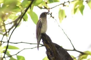 Blue-and-white Flycatcher Osaka castle park Sat, 4/14/2018