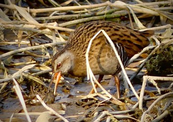 2023年2月4日(土) 浅羽ビオトープの野鳥観察記録