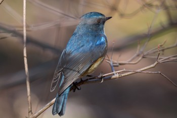 Red-flanked Bluetail Kitamoto Nature Observation Park Sat, 2/4/2023