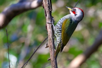 Japanese Green Woodpecker 東京都 Mon, 2/6/2023