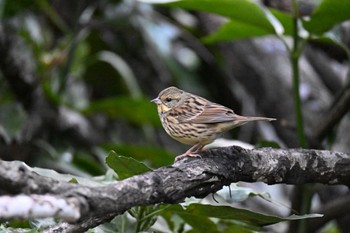 Masked Bunting Maioka Park Mon, 1/9/2023