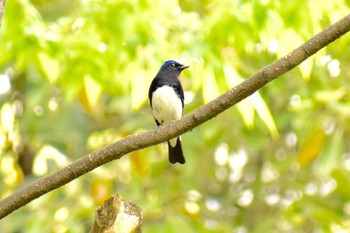 Blue-and-white Flycatcher Osaka castle park Sat, 4/14/2018