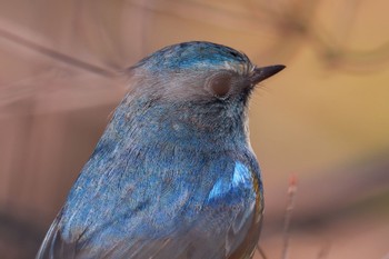 ルリビタキ 北本自然観察公園 2023年2月4日(土)