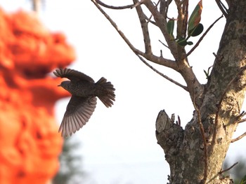 Blue Rock Thrush 読谷 Fri, 1/20/2023