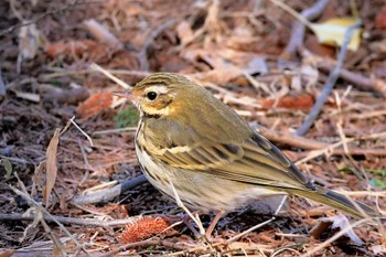 ビンズイ 光が丘公園 2023年2月5日(日)