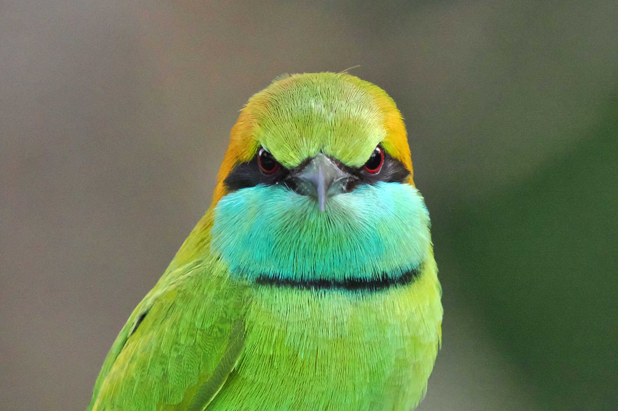 Photo of Asian Green Bee-eater at Sri Lanka by 藤原奏冥