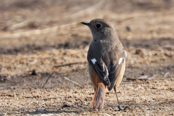 Daurian Redstart Kitamoto Nature Observation Park Sat, 2/4/2023