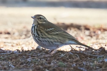 Olive-backed Pipit Hikarigaoka Park Sun, 2/5/2023