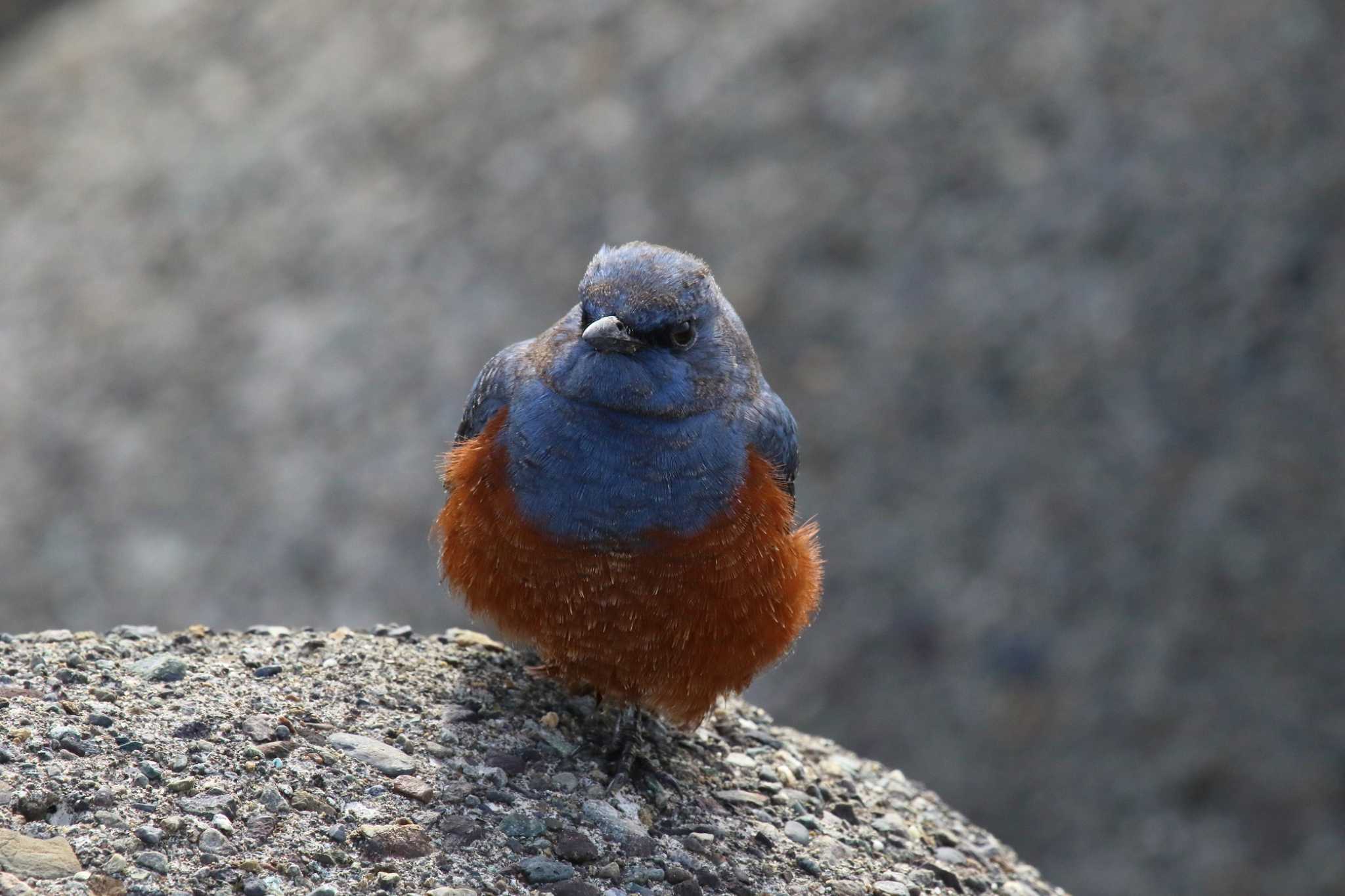 江ノ島 イソヒヨドリの写真 by コジ