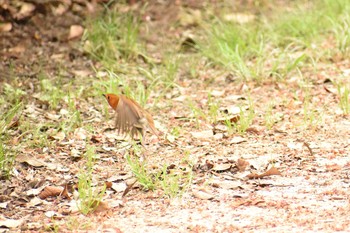 Japanese Robin Osaka castle park Sat, 4/14/2018