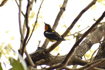 Narcissus Flycatcher Osaka castle park Sat, 4/14/2018