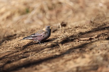 2023年2月6日(月) 筑波山の野鳥観察記録