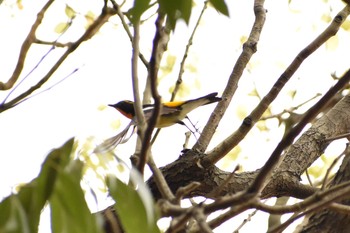 Narcissus Flycatcher Osaka castle park Sat, 4/14/2018