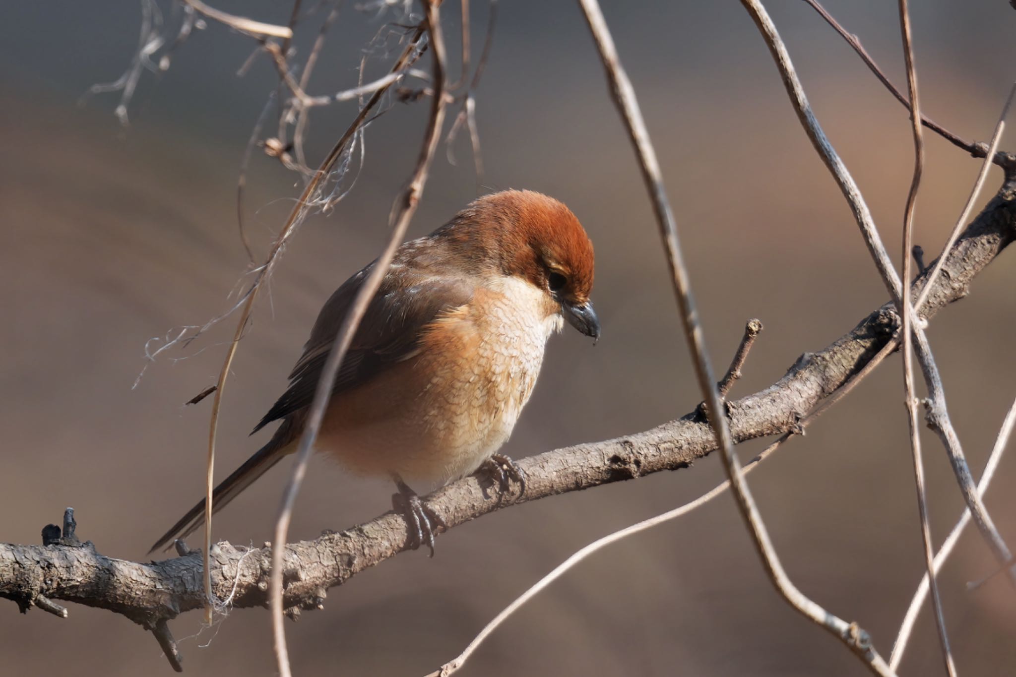 Photo of Bull-headed Shrike at Kitamoto Nature Observation Park by アポちん