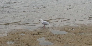 ユリカモメ 大森ふるさとの浜辺公園 2023年2月8日(水)