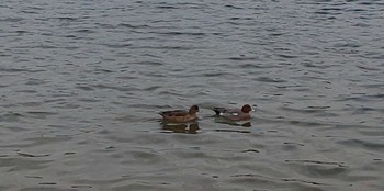 Eurasian Wigeon 大森ふるさとの浜辺公園 Wed, 2/8/2023