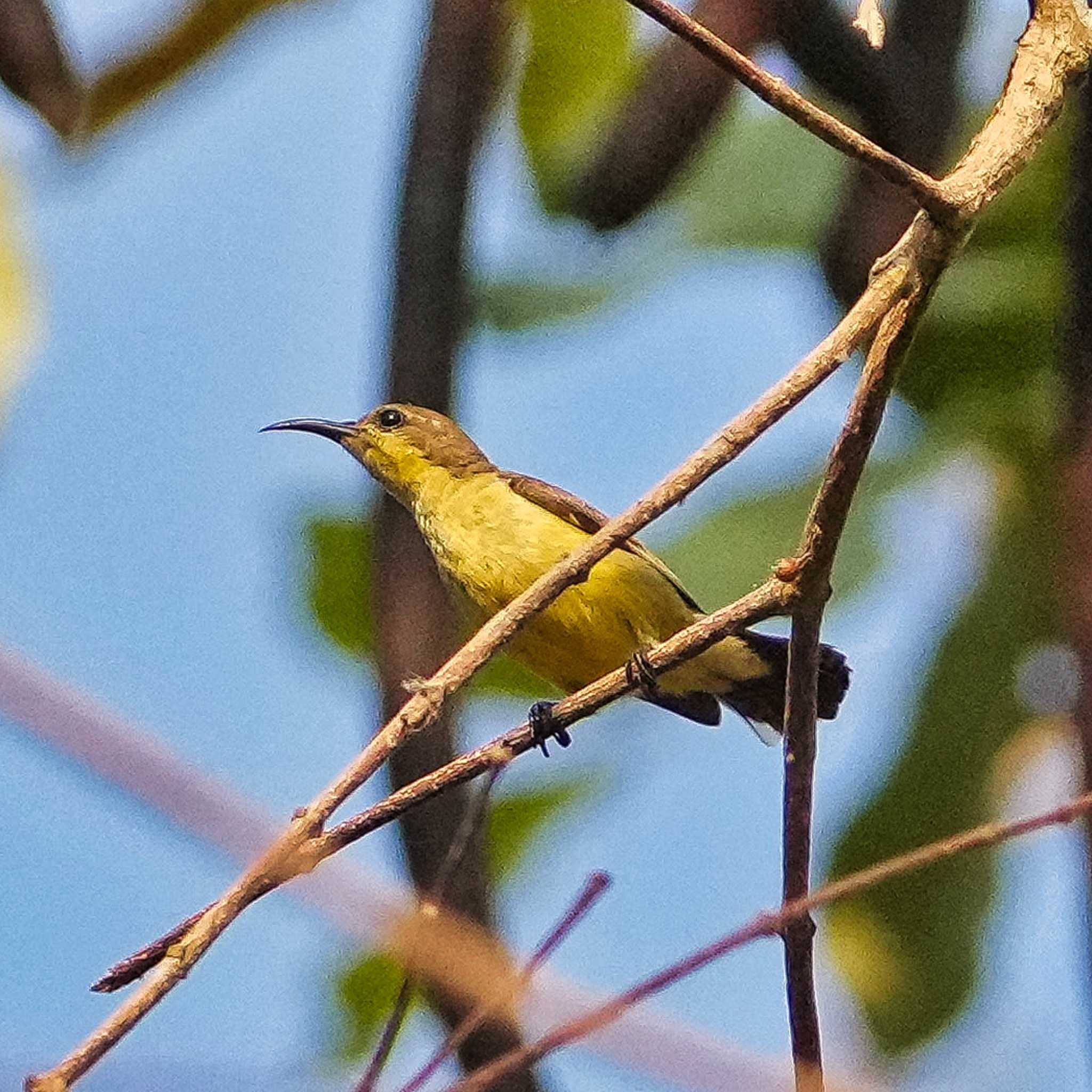 Ornate Sunbird